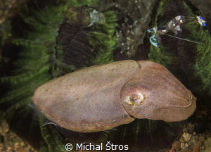 Cuttlefish and a cleaning shrimp by Michal Štros 